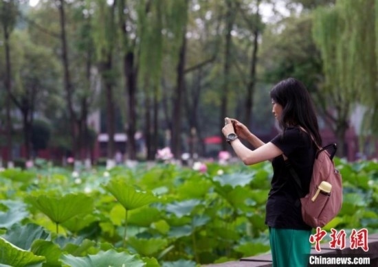 6月19日，時值一年畢業(yè)季，四川大學(xué)望江校區(qū)荷花池里的荷花盛開，成為了畢業(yè)生們的打卡圣地，吸引了眾多畢業(yè)生拍照留念。圖為畢業(yè)生在荷花池邊拍照留念。中新社記者 安源 攝
