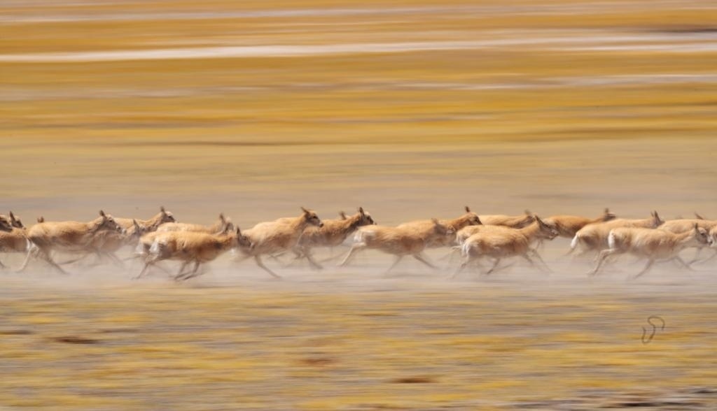 2024年6月13日，在羌塘國家級自然保護(hù)區(qū)，遷徙中的藏羚羊奔跑起來。新華社記者費(fèi)茂華攝