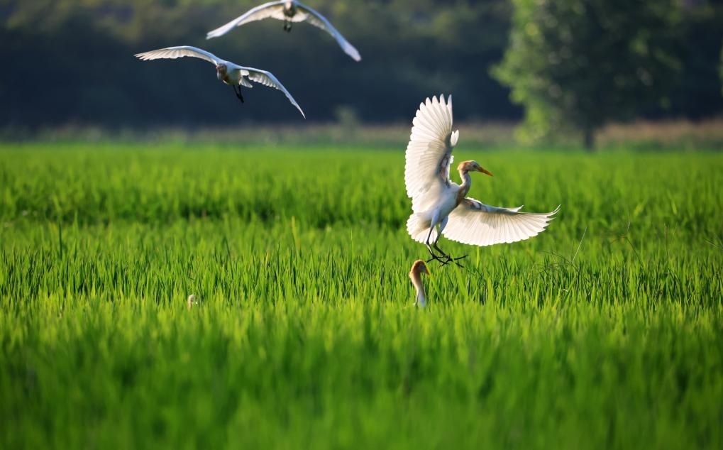 2023年8月7日，鷺鳥在山東省臨沂市郯城縣郯城街道水稻田間飛舞。新華社發(fā)（張春雷 攝）