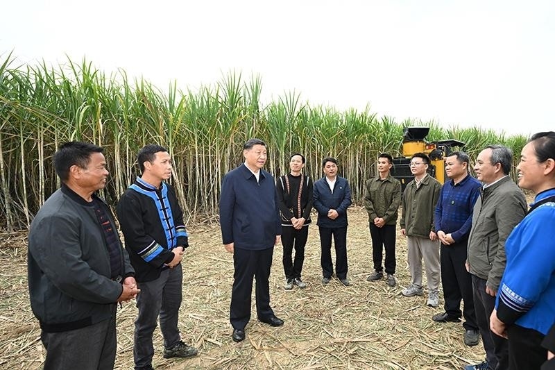 2023年12月14日，習(xí)近平總書(shū)記在廣西來(lái)賓市國(guó)家現(xiàn)代農(nóng)業(yè)產(chǎn)業(yè)園黃安優(yōu)質(zhì)“雙高”糖料蔗基地考察時(shí)，同蔗農(nóng)、農(nóng)機(jī)手和農(nóng)技人員親切交流。