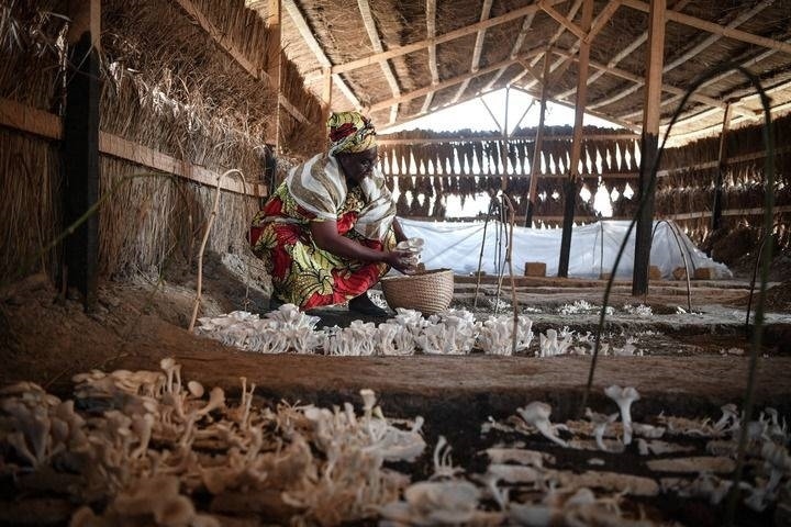2024年2月6日，在中非共和國(guó)達(dá)馬拉，法蒂瑪在菇棚內(nèi)收獲菌草菇。2022年，法蒂瑪在聽說中國(guó)菌草專家在班吉傳授技術(shù)后主動(dòng)前往學(xué)習(xí)，從一間小菌棚起步，逐漸擴(kuò)大為如今小有名氣的合作社。新華社記者 韓旭 攝