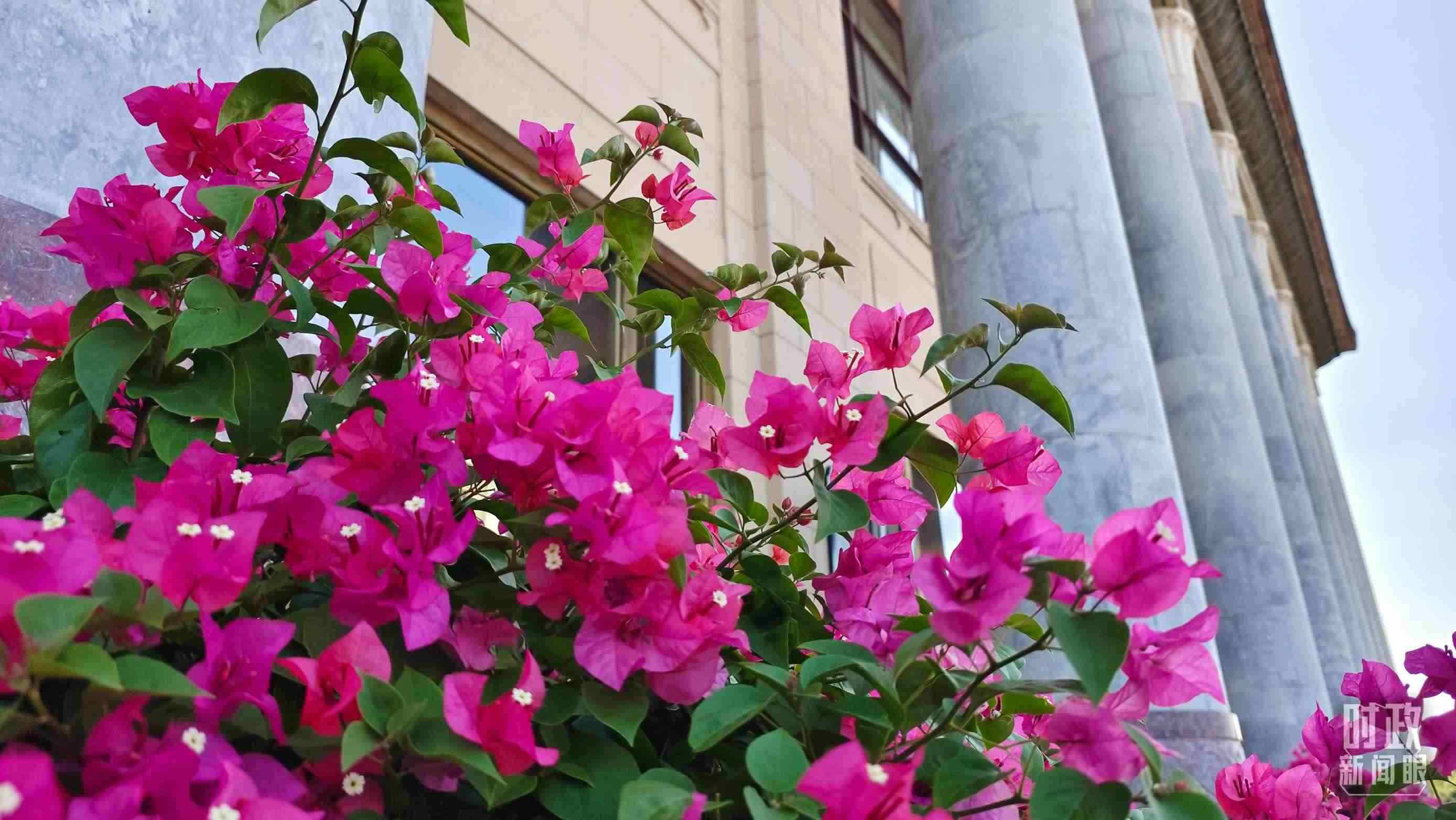 △人民大會堂外花團錦簇。（總臺央視記者韓銳拍攝）