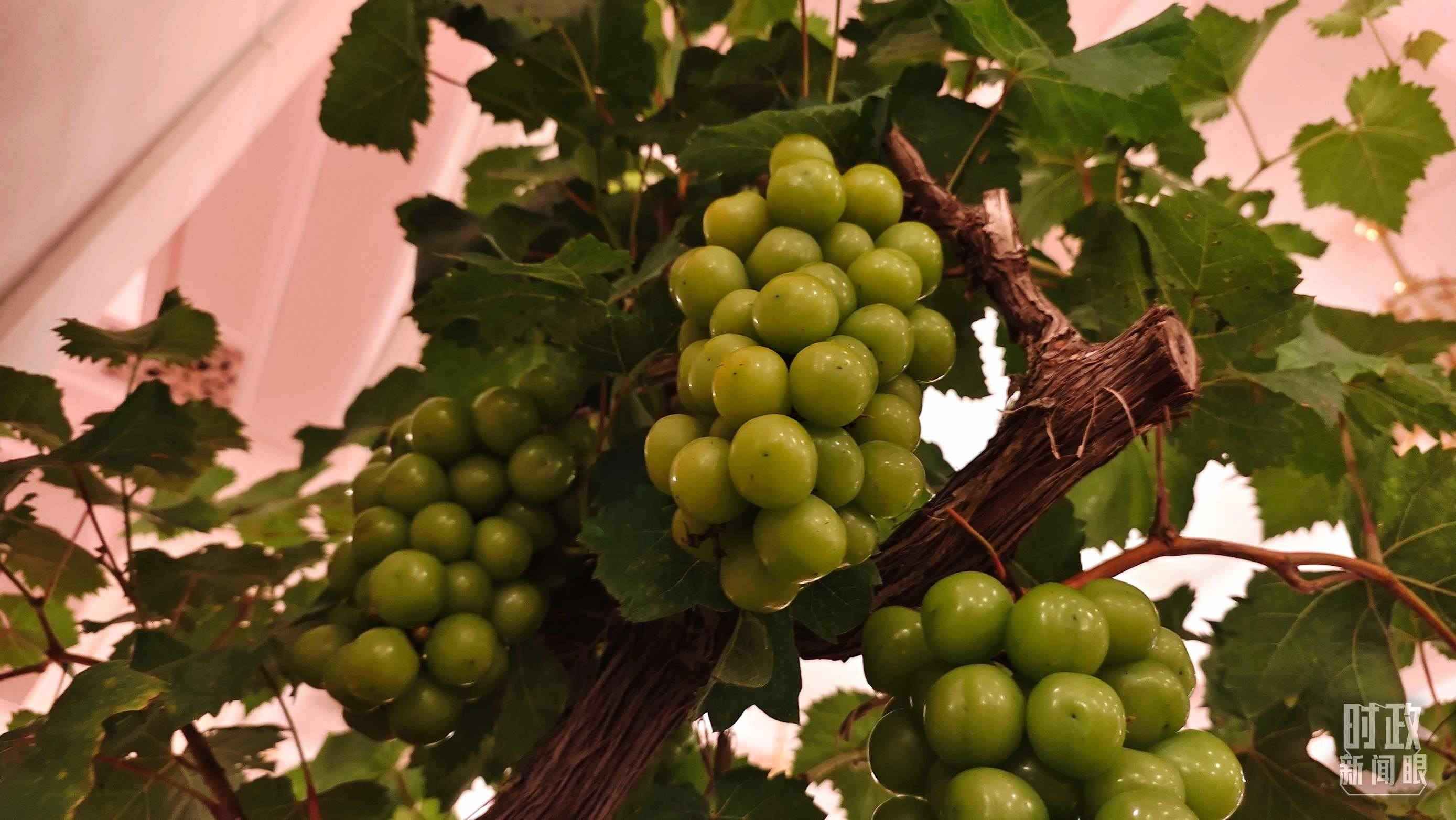  △人民大會堂的盆景，碩果累累。（總臺央視記者韓銳拍攝）