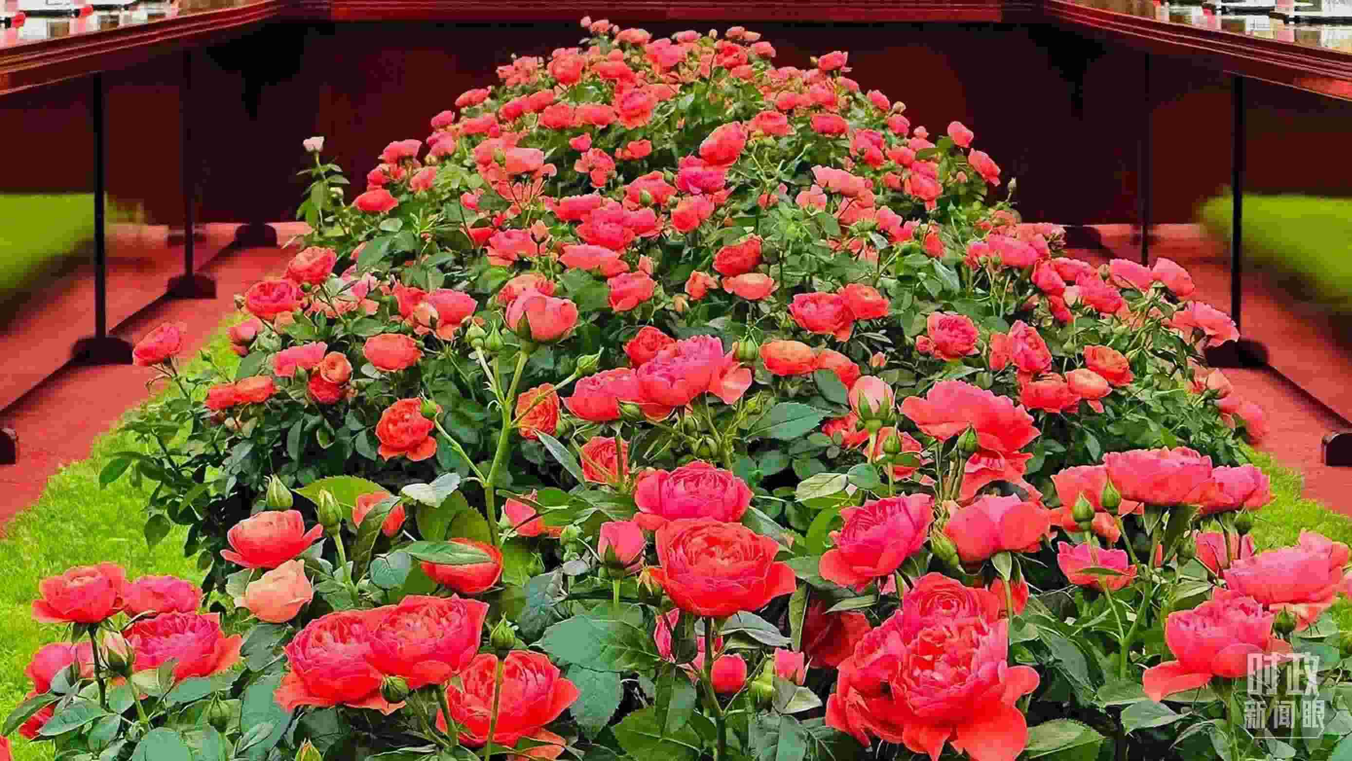 東大廳會談桌中間擺放的紅果汁月季，象征著蓬勃與堅(jiān)韌。（總臺央視記者范一鳴拍攝）