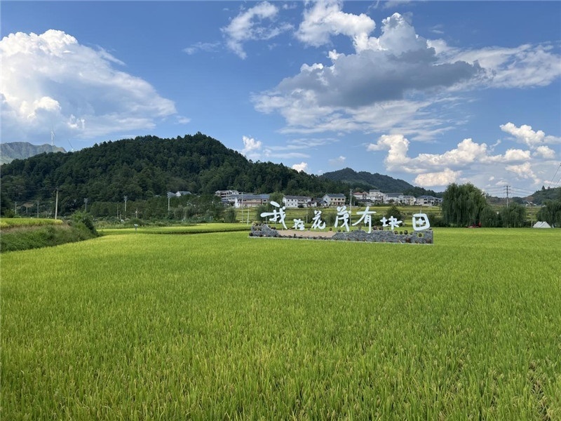 青瓦白磚的黔北民居、風(fēng)中搖曳的稻田、抬手可觸的大片云朵……才剛下車，格魯吉亞“經(jīng)濟(jì)中心網(wǎng)”總編輯莉安娜·喬爾喬利亞尼就被眼前的景色拖住了步履，喃喃細(xì)語(yǔ)：“實(shí)在太美了，讓我內(nèi)心平靜，在這里生活一定非常安逸和幸福。”（邱輝攝）