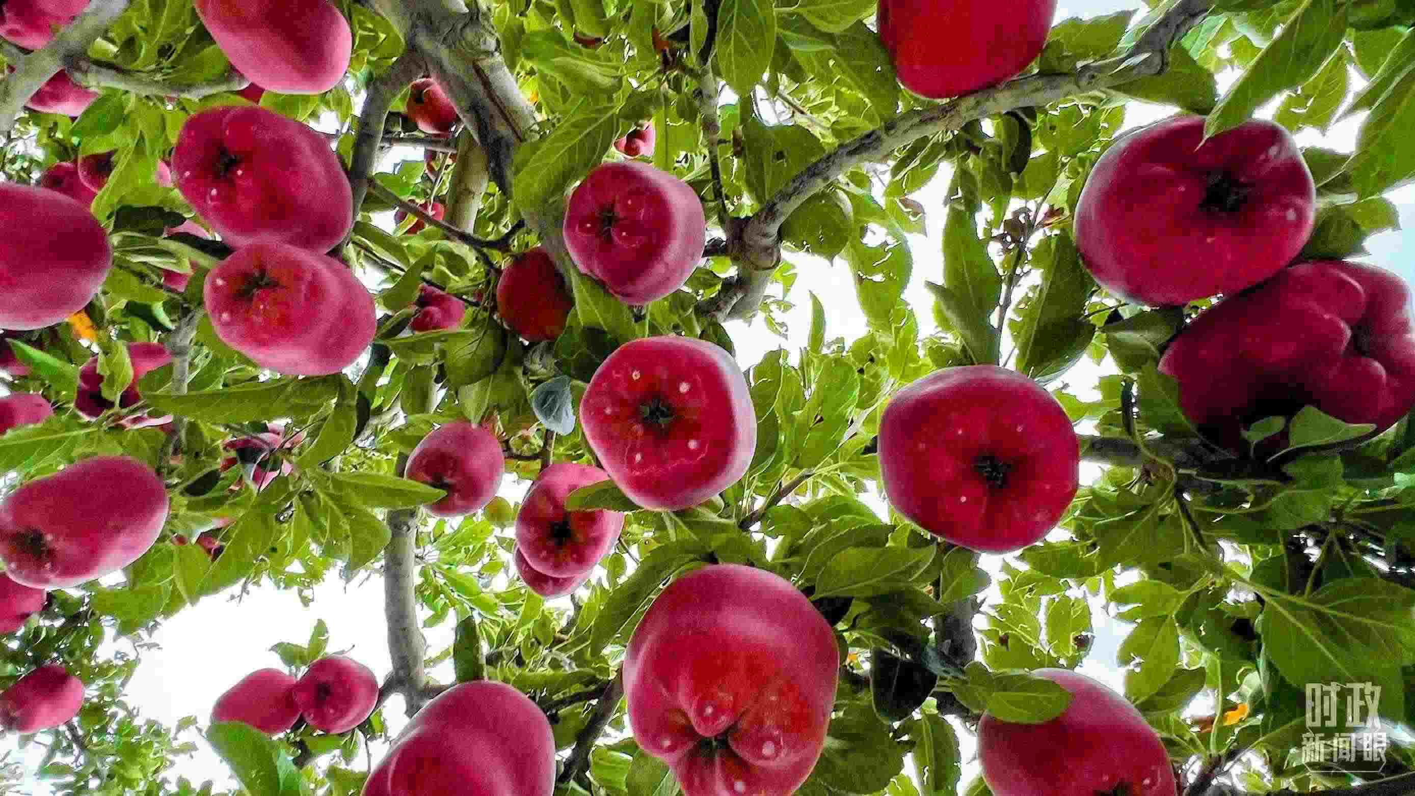 △ 麥積區(qū)南山花牛蘋果基地。（總臺央視記者程鋮拍攝）