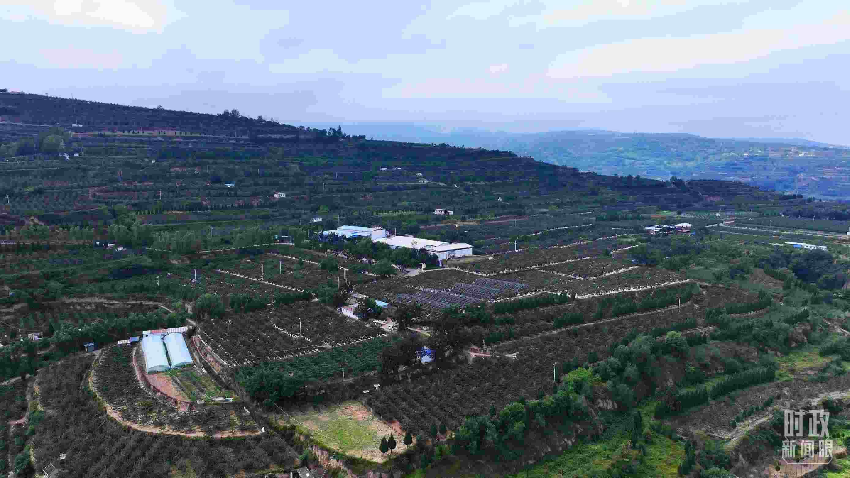 △ 麥積區(qū)南山花牛蘋果基地。（總臺央視記者范凱拍攝）