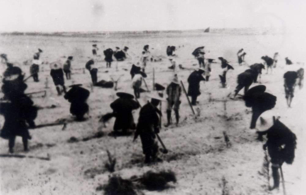 上世紀(jì)東山百姓在沙灘造林（資料照片）。