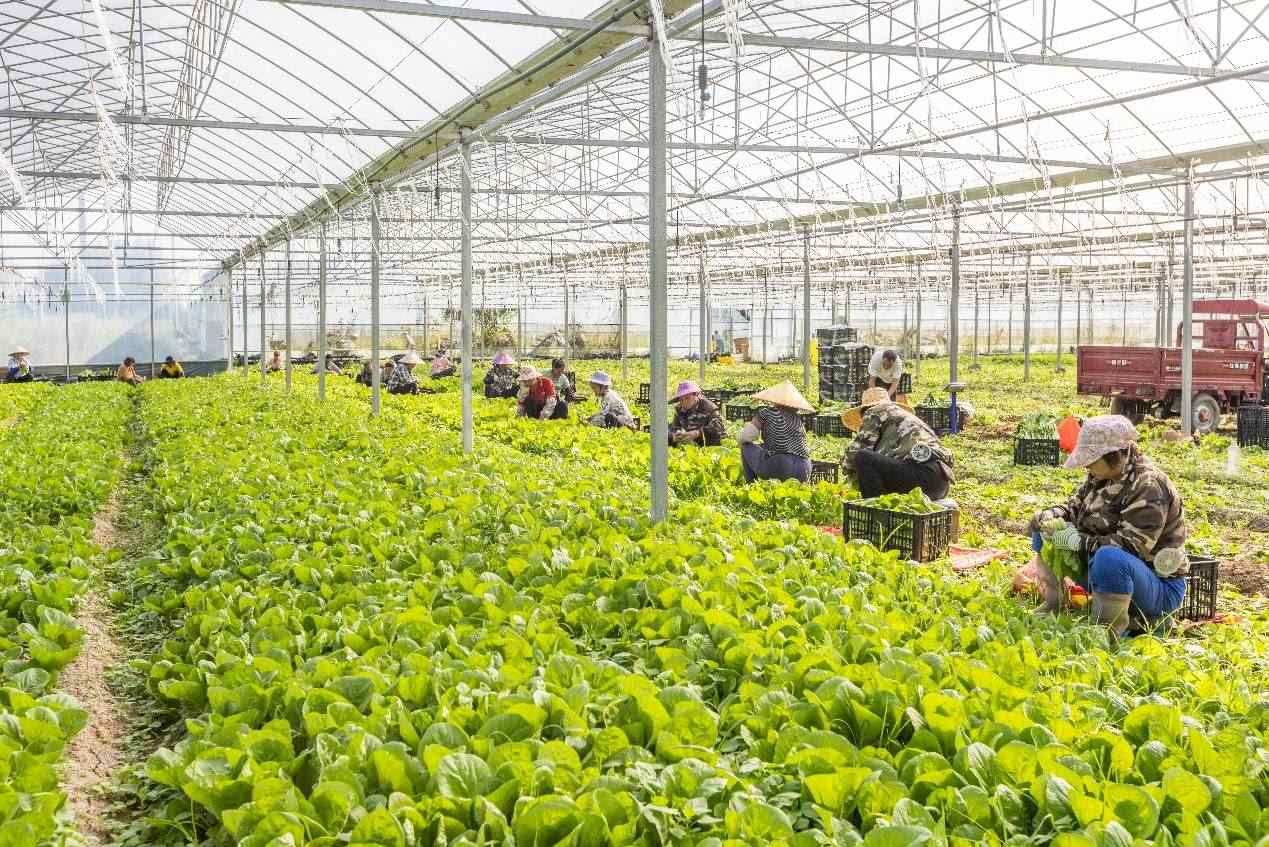 2024年10月8日，在廣西梧州市蒙山縣文圩鎮(zhèn)大明村一個大棚蔬菜基地內，民工在采摘、包裝包心菜，準備運銷外地。來源：人民圖片