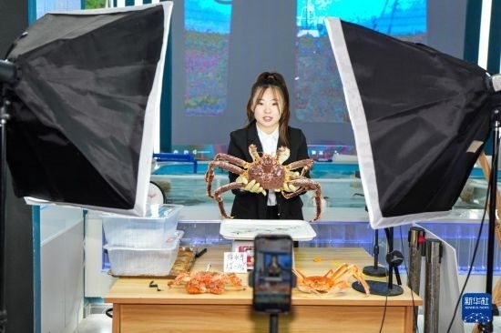 9月20日，在吉林省琿春市的帝王蟹保稅店內(nèi)，工作人員進行網(wǎng)絡(luò)直播售賣帝王蟹。新華社記者 許暢 攝