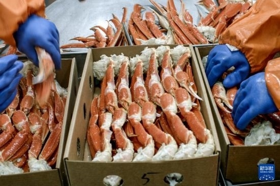 俄羅斯蟹業(yè)集團的工作人員在生產(chǎn)線上加工產(chǎn)品（資料照片）。新華社發(fā)（俄羅斯蟹業(yè)集團供圖）