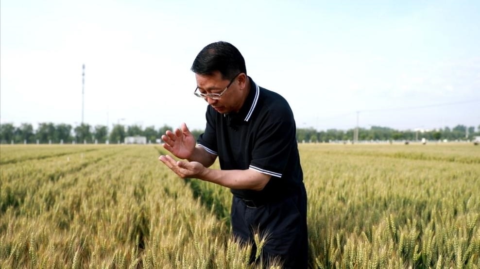 張福鎖在曲周查看小麥長勢。受訪者供圖