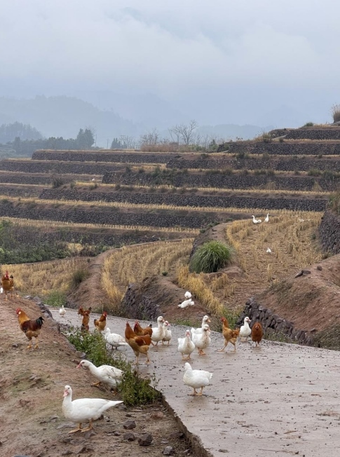 樨鄉(xiāng)記生態(tài)農(nóng)莊一隅。劉軍國攝
