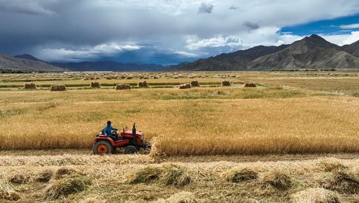 2024年9月10日在西藏日喀則市白朗縣巴扎鄉(xiāng)拍攝的秋收場景（無人機(jī)照片）。新華社記者 晉美多吉 攝