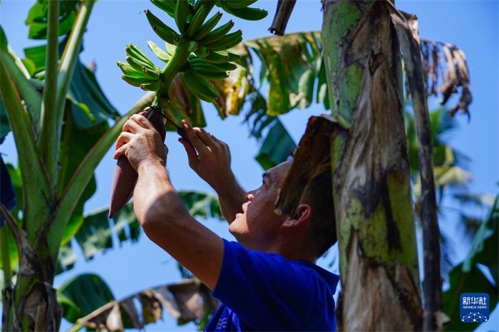 12月23日，中國熱帶農(nóng)業(yè)科學(xué)院專家趙增賢在斯里蘭卡馬坎杜拉為當(dāng)?shù)剞r(nóng)戶做技術(shù)示范。新華社記者 陳冬書 攝