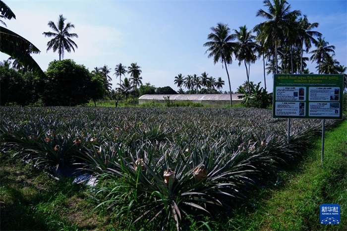 這是12月23日在斯里蘭卡馬坎杜拉拍攝的中國技術(shù)試驗田菠蘿田。新華社記者 陳冬書 攝