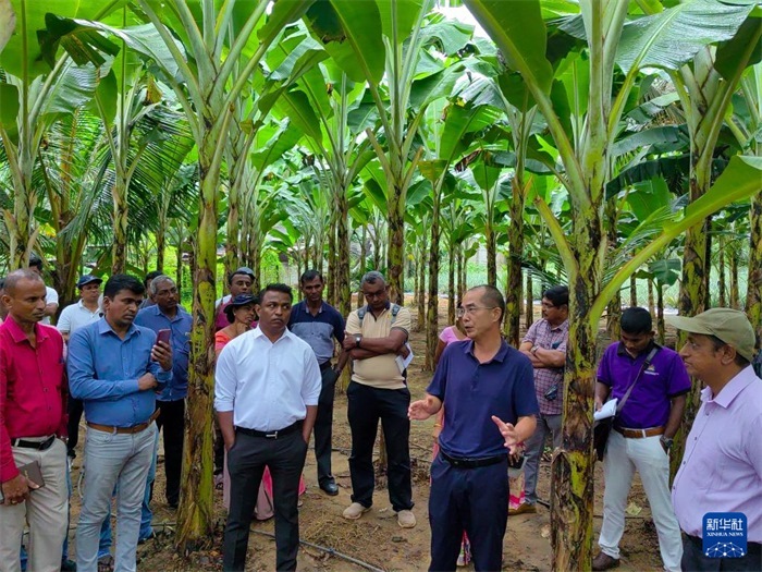 10月10日，在斯里蘭卡霍勒訥的一處香蕉示范基地，中國、聯(lián)合國糧農(nóng)組織與斯里蘭卡南南合作項目中國專家組組長孫德權(quán)為當(dāng)?shù)剞r(nóng)民進(jìn)行技術(shù)培訓(xùn)。新華社發(fā)（中國、聯(lián)合國糧農(nóng)組織與斯里蘭卡南南合作項目專家組供圖）