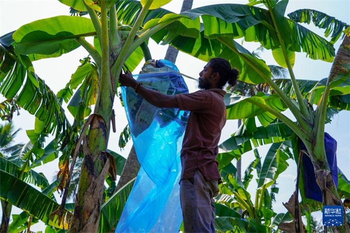 12月23日，在斯里蘭卡馬坎杜拉，農(nóng)民在香蕉試驗田里學(xué)習(xí)套袋技術(shù)。新華社記者 陳冬書 攝