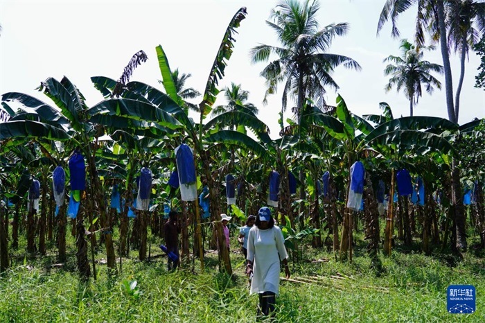 12月23日，在斯里蘭卡馬坎杜拉，農(nóng)民走過中國技術(shù)試驗田香蕉田。新華社記者 陳冬書 攝