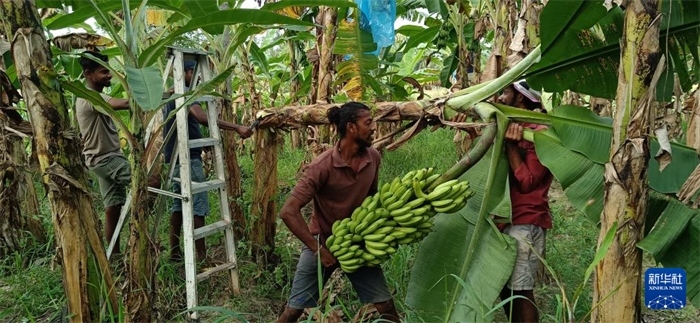 12月28日，在斯里蘭卡馬坎杜拉，當(dāng)?shù)剞r(nóng)民收獲香蕉。新華社發(fā)（中國、聯(lián)合國糧農(nóng)組織與斯里蘭卡南南合作項目專家組供圖）