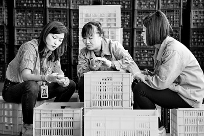 為拓展柿子產(chǎn)業(yè)發(fā)展新途徑，在陜西富平淡村鎮(zhèn)，歸國留學生王薇參與創(chuàng)建了一座柿酒酒莊。新華社發(fā)