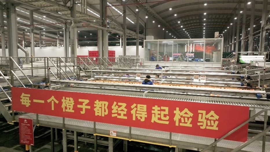 工人在智能生產(chǎn)線上對臍橙精深加工。人民網(wǎng)記者 張力洋攝