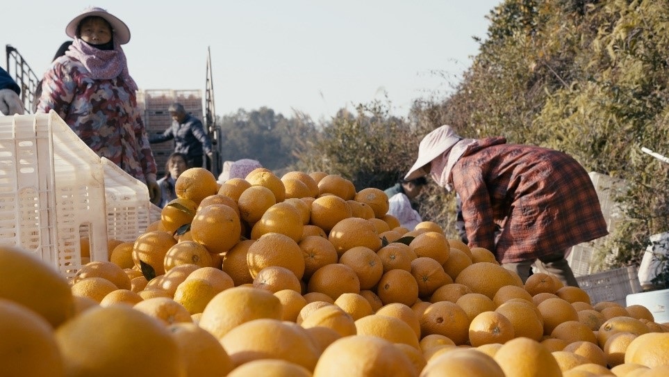 贛南臍橙喜獲豐收。人民網(wǎng)記者 張力洋攝