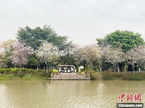 3月7日，廣州海珠國家濕地公園宮粉紫荊花海吸引游人。中新社記者 許青青 攝