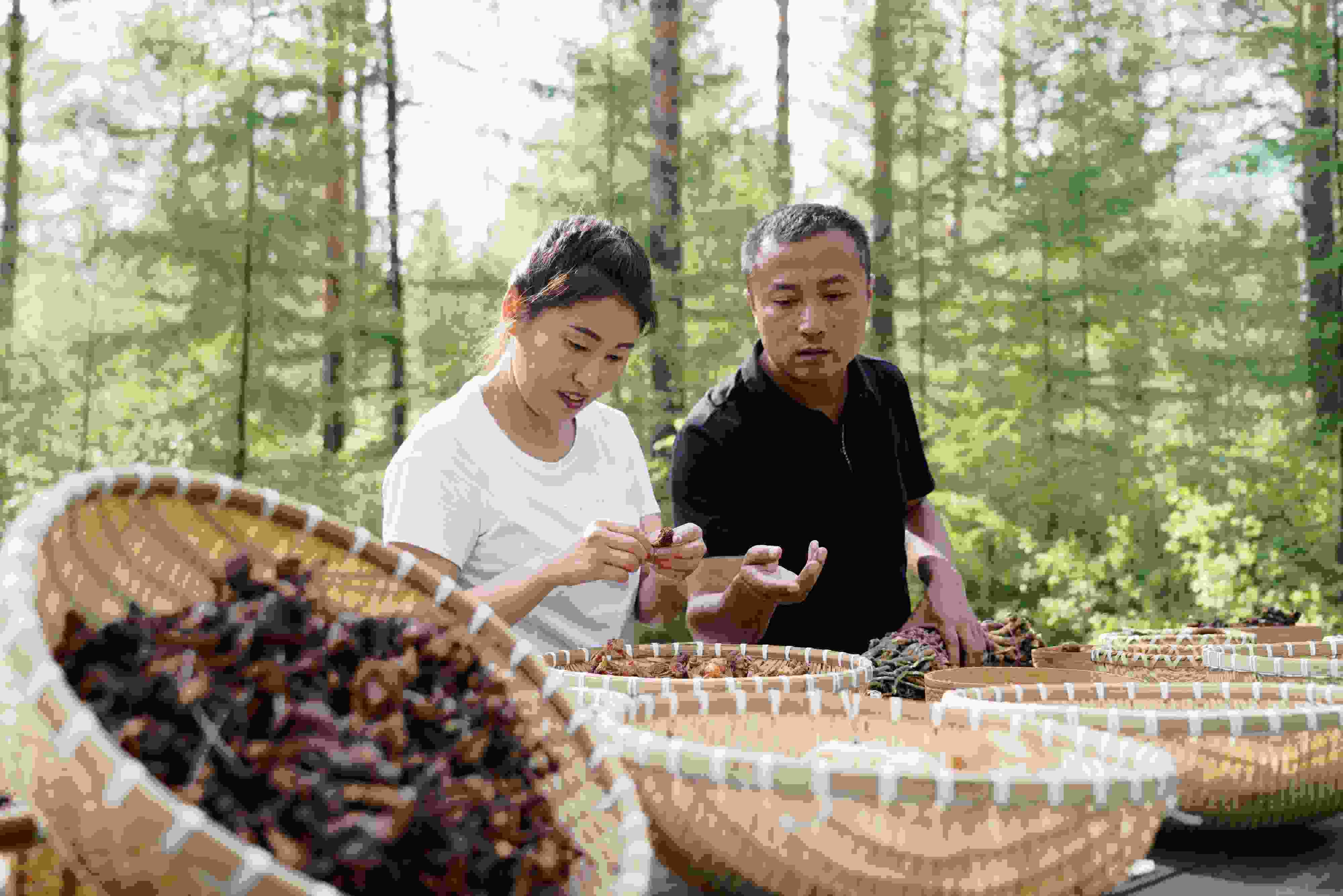 2024年8月6日，黑龍江漠河林場員工正在分揀采集來的林下產(chǎn)品。