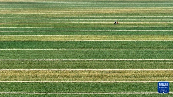 3月14日，在菏澤市鄆城縣潘渡鎮(zhèn)，農(nóng)民在麥田里施肥（無人機照片）。