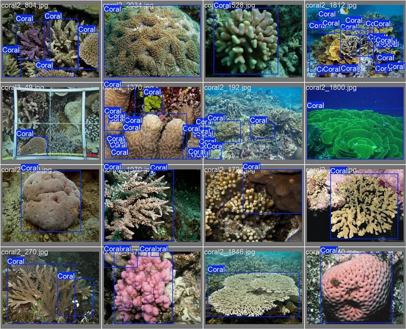 南海珊瑚識(shí)別。阿里云供圖