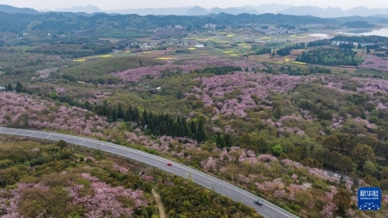 清鎮(zhèn)市紅楓湖鎮(zhèn)右二村旁的道路與花海相映（4月5日攝，無人機(jī)照片）。