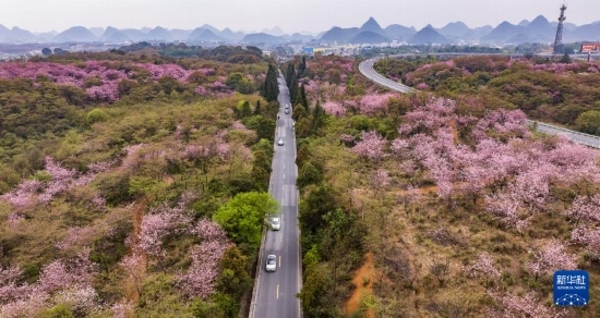 游客驅(qū)車前來清鎮(zhèn)市紅楓湖鎮(zhèn)右二村踏青游玩（4月5日攝，無人機(jī)照片）。