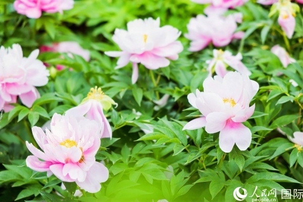 洛陽國家牡丹園牡丹盛開。 人民網(wǎng)記者 魯揚(yáng)攝