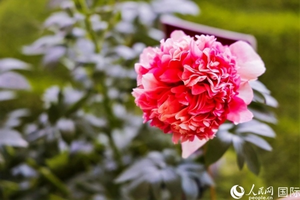 洛陽國家牡丹園牡丹盛開。 人民網(wǎng)記者 魯揚(yáng)攝