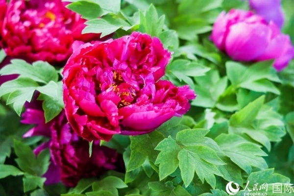 洛陽國家牡丹園牡丹盛開。 人民網(wǎng)記者 魯揚(yáng)攝
